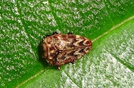 Beetle (Coleoptera)