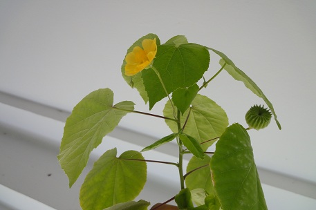 Abutilon indicum — DSC00354 (10)