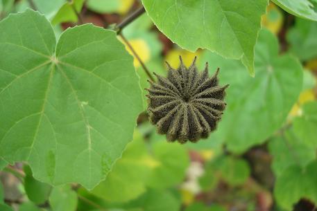 Abutilon indicum — DSC01073 (09)
