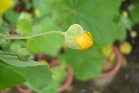 Abutilon indicum — DSC01074 (09)