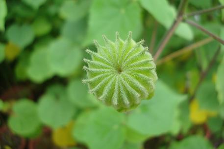 Abutilon indicum — DSC01076 (09)