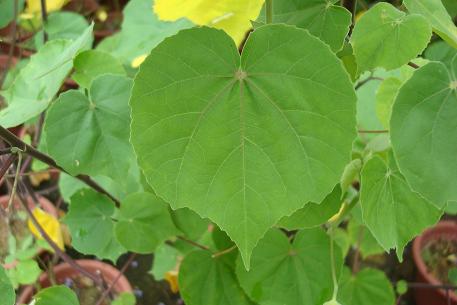 Abutilon indicum — DSC01077 (09)