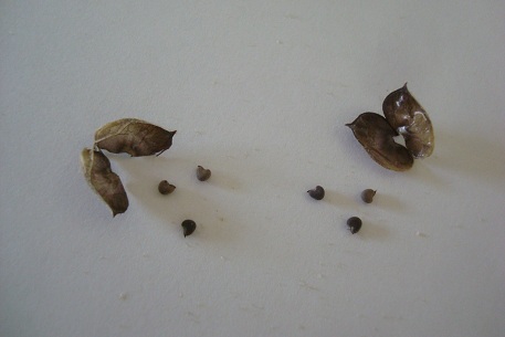 Abutilon indicum — DSC05819 (10)
