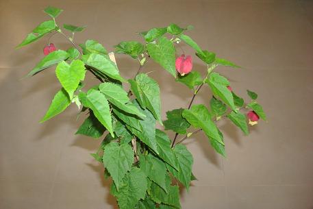 DSC04063 (10)