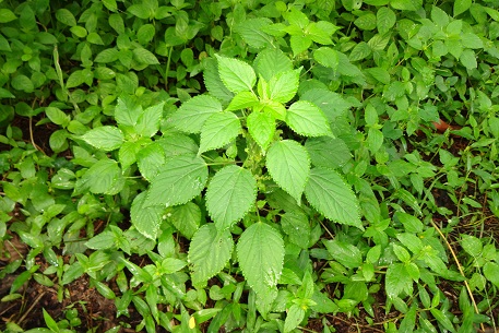 Acalypha indica — DSC05194 (13)