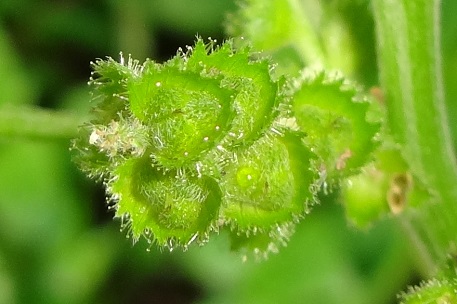 Acalypha indica — DSC05197 (13)