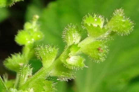 Acalypha indica — DSC05198 (13)