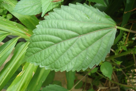 Acalypha indica — DSC07051 (10)
