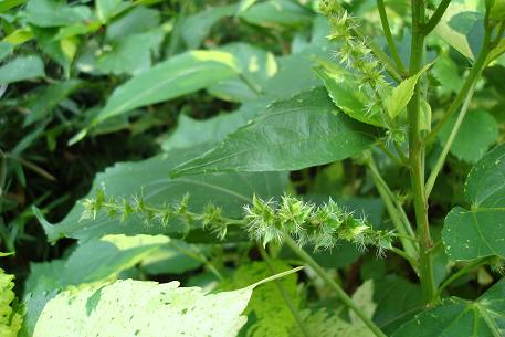 Acalypha wilkesiana — DSC02271 (08)