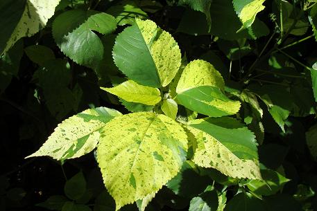 Acalypha wilkesiana — DSC02273 (08)