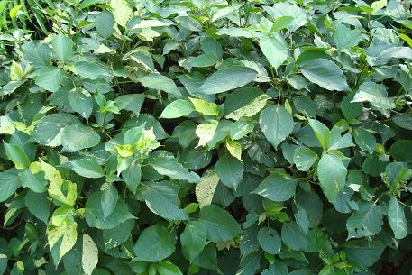 Acalypha wilkesiana — DSC07801 (10)