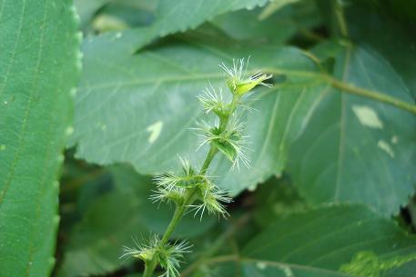 Acalypha wilkesiana — DSC07803 (10)