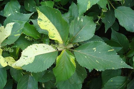Acalypha wilkesiana — DSC07805 (10)