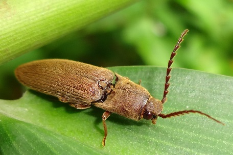 Agriotes sp — DSC05758 (13)