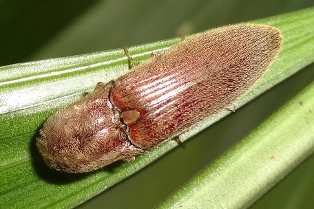 Agriotes sp — DSC08350 (13)