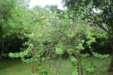 DSC01592 (10)