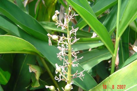 Alpinia galanga — DSC08840 (07)