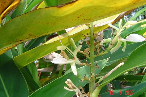 Alpinia galanga — DSC08842 (07)