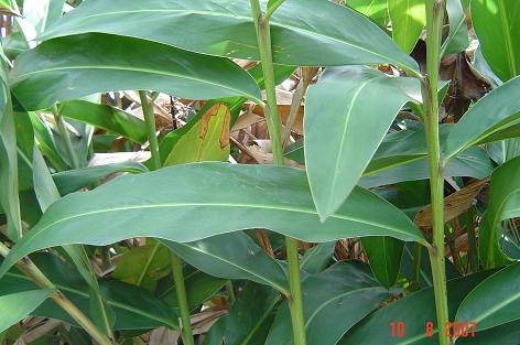 Alpinia galanga — DSC08844 (07)