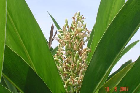 Alpinia galanga — DSC08853 (07)