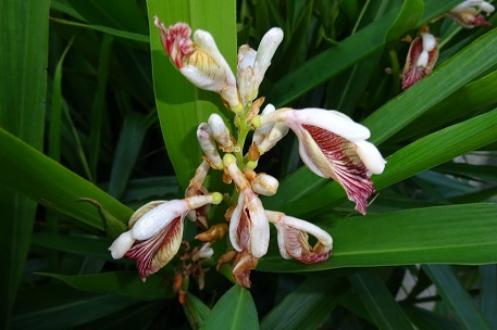 Alpinia officinarum — photograph 1 of 5