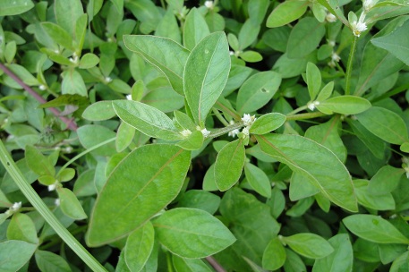 Alternanthera paronychioides — DSC06119 (11)