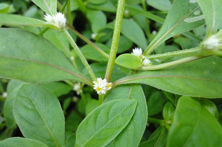 Alternanthera paronychioides — DSC06120 (11)