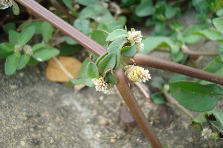 Alternanthera paronychioides — DSC09054 (09)