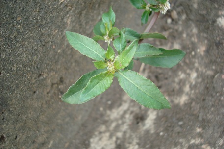 Alternanthera paronychioides — DSC09056 (09)