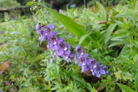 DSC05111 (12)