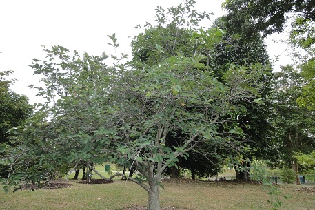DSC00505 (11)