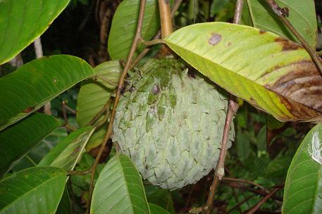 Annona mucosa — DSC05881 (09)