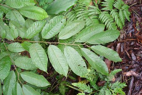 Annona mucosa — DSC05884 (09)