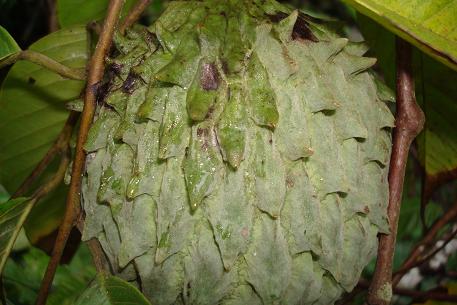 Annona mucosa — DSC05885 (09)