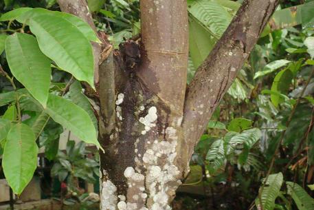 Annona mucosa — DSC05887 (09)