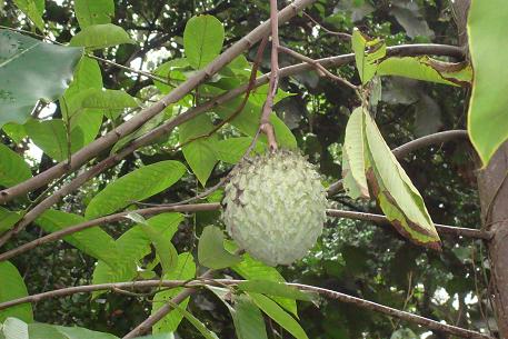 Annona mucosa — DSC05888 (09)