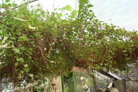 DSC00940 (09)