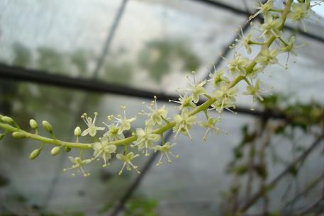 Anredera cordifolia — DSC00941 (09)