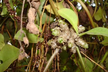 Anredera cordifolia — DSC00944 (09)