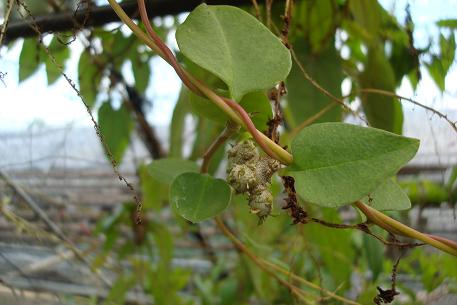 Anredera cordifolia — DSC00945 (09)