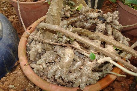 Anredera cordifolia — DSC00951 (09)