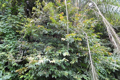 DSC02706 (10)