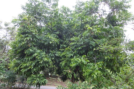 DSC00520 (11)