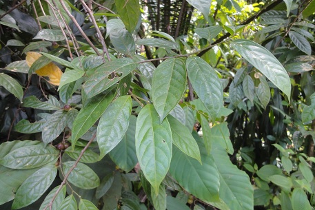 DSC00253 (12)