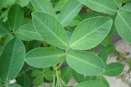 Arachis hypogaea — DSC01153 (09)