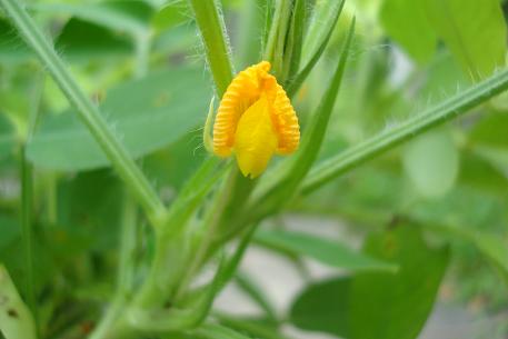 Arachis hypogaea — DSC01155 (09)