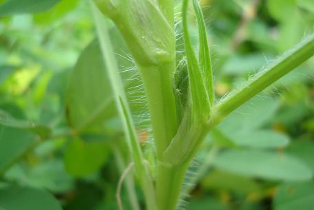 Arachis hypogaea — DSC01156 (09)