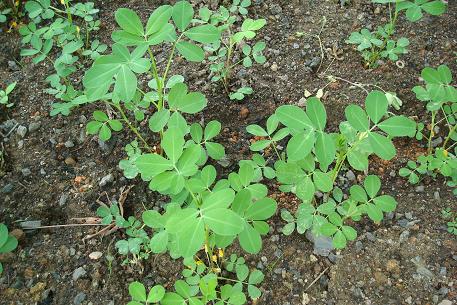 Arachis hypogaea — DSC01187 (09)