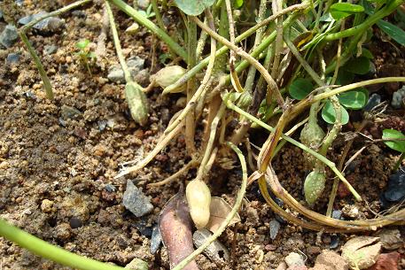 Arachis hypogaea — DSC03321 (08)
