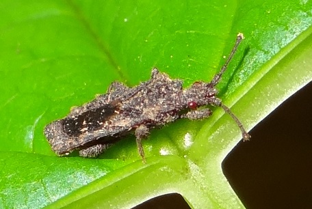 Aradidae1 — DSC09273 (13)